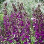 paarse lobelia speciosa starship , vaste plant, sierplant, Vaste plant, Halfschaduw, Zomer, Ophalen