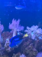3 zeeaquarium vissen +levend steen. Bieden maar., Dieren en Toebehoren, Ophalen of Verzenden, Gevuld zeewateraquarium
