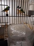 te koop gouldamadines, Dieren en Toebehoren, Vogels | Overige Vogels, Meerdere dieren, Tropenvogel, Geringd