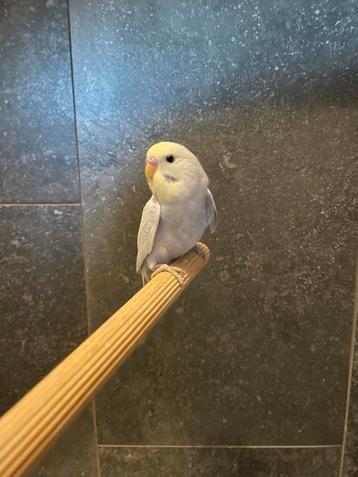 Prachtige tamme baby grasparkietjes. Super schattig! beschikbaar voor biedingen