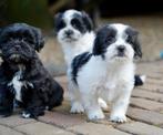 Boomer pups | Shih Tzu x Maltezer, Dieren en Toebehoren, Honden | Chihuahua's en Gezelschapshonden, Nederland, CDV (hondenziekte)