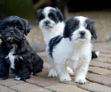 Boomer pups | Shih Tzu x Maltezer beschikbaar voor biedingen