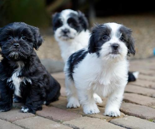 Boomer pups | Shih Tzu x Maltezer, Dieren en Toebehoren, Honden | Chihuahua's en Gezelschapshonden, Fokker | Professioneel, Meerdere