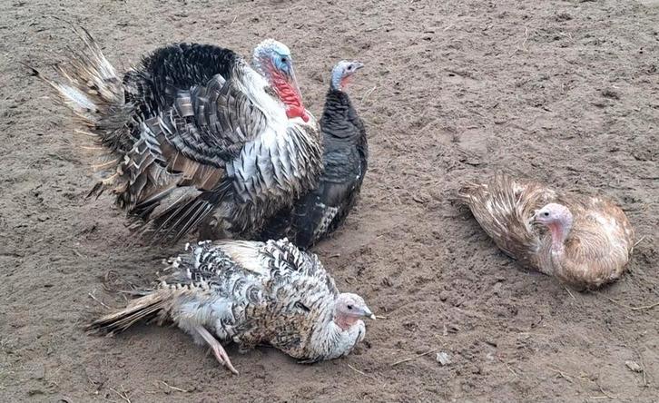 Broedeieren Ronquiére kalkoen te reserveren!Eieren bevrucht!, Dieren en Toebehoren, Pluimvee, Kip, Geslacht onbekend