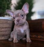 🥰nog 1 prachtige, super gave x franse Bulldog pups 🥰, Dieren en Toebehoren, Reu, Bulldog, Meerdere, Nederland