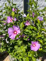 Hibiscus stekjes uitzoeken diverse kleuren  ✅ vaste plant, Tuin en Terras, Planten | Struiken en Hagen, Ophalen of Verzenden, Overige soorten