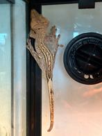 Wimpergekko mannetje, Dieren en Toebehoren, Overige soorten, 3 tot 6 jaar