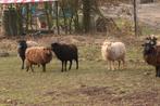 Quessant schapen ooien, Vrouwelijk, Schaap, 3 tot 5 jaar