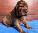 Ierse Setter Pups LAATSTE 2 REUTJES, Dieren en Toebehoren, Rabiës (hondsdolheid), 8 tot 15 weken, Meerdere, Meerdere dieren