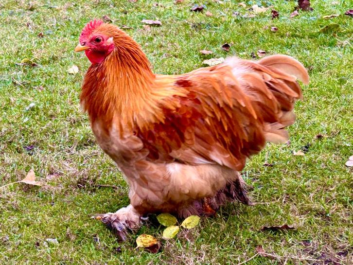 Jong Cochin Kriel haantje (0,5 jaar oud), Dieren en Toebehoren, Pluimvee, Kip, Mannelijk