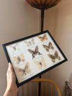 Taxidermie ingekaderde vlinders met houten frame, Verzamelen, Dierenverzamelingen, Ophalen of Verzenden