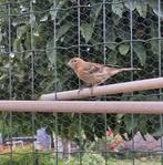 Harlekijn kanarie man, Dieren en Toebehoren, Vogels | Kanaries, Mannelijk, Zangkanarie