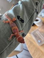 Luipaard gekkos per stuk, Dieren en Toebehoren, Reptielen en Amfibieën, Slang, 0 tot 2 jaar