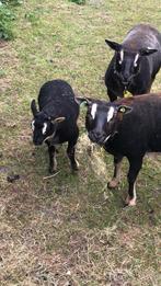 Dassenkop dek ram, Mannelijk, Schaap, 0 tot 2 jaar