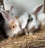 Zeer ruime keus tamme konijntjes, Meerdere dieren, Dwerg
