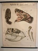 Schoolplaat Adder - Paul Pfurtscheller, Antiek en Kunst, Ophalen of Verzenden, Natuur en Biologie