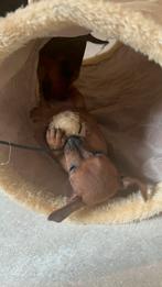 Dwergpinscher pups, Dieren en Toebehoren, België, Particulier, 8 tot 15 weken, Teef