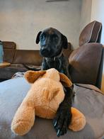 Lief baasje gezocht, Dieren en Toebehoren, Honden | Niet-rashonden, Rabiës (hondsdolheid), Reu, Eén hond, Nederland