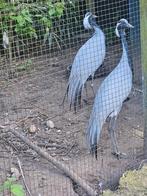 Jufferkraanvogels, Meerdere dieren, Overige soorten