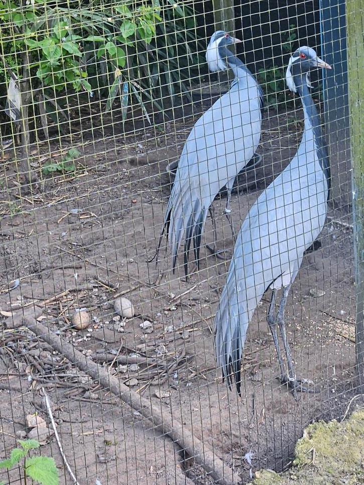 Jufferkraanvogels, Dieren en Toebehoren, Pluimvee, Overige soorten, Meerdere dieren