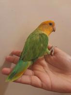 Jonge handtamme dwergpapegaai, Dieren en Toebehoren, Vogels | Parkieten en Papegaaien, Mannelijk, Parkiet