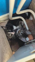 Ragdoll/maincoon kittens, Dieren en Toebehoren, Katten en Kittens | Overige Katten, Poes, Langharig, 0 tot 2 jaar