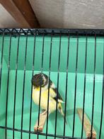 Gloster, Mannelijk, Postuurkanarie