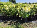 Pluimhortensia Vanille Fraise, Ophalen of Verzenden, Hortensia, Struik, Minder dan 100 cm