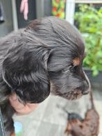 Teckel pups, Dieren en Toebehoren, Honden | Teckels en Dashonden, Dwerg, Langhaar, Meerdere, Meerdere dieren
