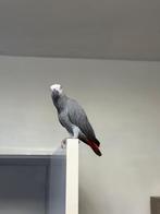 Papegaai grijze roodstaart, Dieren en Toebehoren, Mannelijk, Papegaai