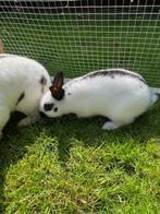 konijn Lotharinger dwerg, Dieren en Toebehoren, Konijnen, Meerdere dieren, Dwerg, 0 tot 2 jaar
