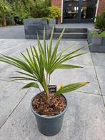 brahea dulcis blue  palmboom, Ophalen of Verzenden, Overige soorten, Volle zon