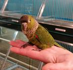 Super lieve tamme jonge Pyrhurras., Meerdere dieren, Papegaai, Tam