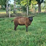 Blauwe texelaar ooilammeren, Dieren en Toebehoren, Schapen, Geiten en Varkens, Vrouwelijk, Schaap