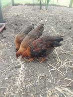 Welsumer kuikens  groot soort, Dieren en Toebehoren, Pluimvee, Geslacht onbekend, Kip