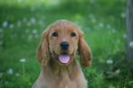 Engelse cocker spaniel pups, België, 8 tot 15 weken, Meerdere, Meerdere dieren