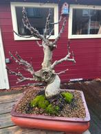 Oude Vijg Bonsai - Draagt Overvloedig Vrucht, Tuin en Terras, Bloeit niet, Overige soorten, Minder dan 100 cm, Ophalen