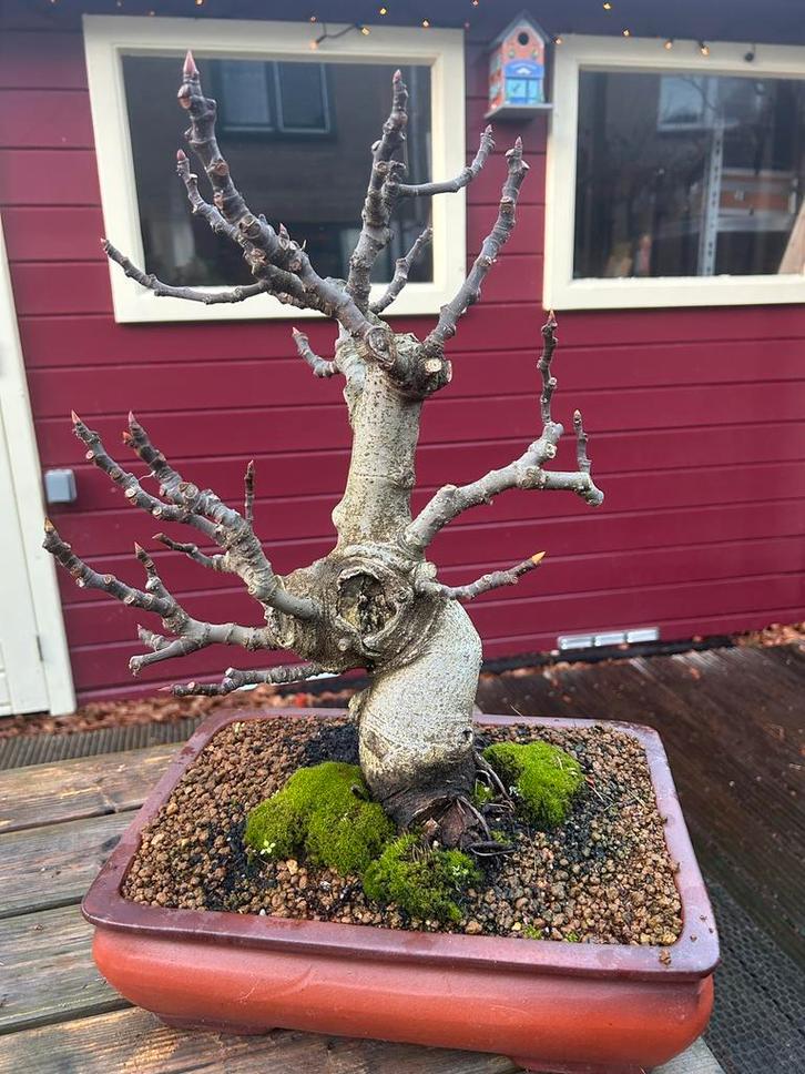 Oude Vijg Bonsai - Draagt Overvloedig Vrucht, Tuin en Terras, Planten | Bomen, Overige soorten, Minder dan 100 cm, Volle zon, Bloeit niet
