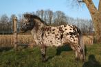 Mooie zwart panterbonte appaloosa merrie en ponyzadel, Merrie