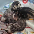 Cyper tijger kittens zeet mooie patronen., Dieren en Toebehoren, Katten en Kittens | Overige Katten, Poes, Kortharig, 0 tot 2 jaar