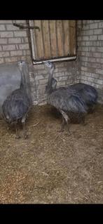 Nandoes, Mei, Meerdere dieren