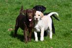 Labrador Retriever pups te koop, Dieren en Toebehoren, Rabiës (hondsdolheid), Meerdere, 8 tot 15 weken, Meerdere dieren