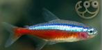 Kardinaal tetra of neon tetra gezocht gratis!, Dieren en Toebehoren, Vissen | Aquariumvissen, Vis, Zoetwatervis, Schoolvis