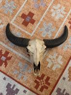 Schedel met gewei - Loods5, Huis en Inrichting, Ophalen of Verzenden, Zo goed als nieuw