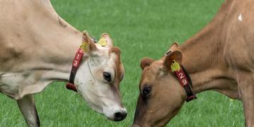 Rauwe Jersey Melk van de boer | De Nieuwenburgt Spankeren beschikbaar voor biedingen