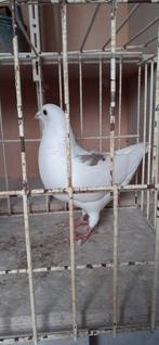 Kleurpostduif doffer te koop, Dieren en Toebehoren, Vogels | Duiven, Mannelijk