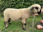 Hampshire Down stamboek ramlammeren, Dieren en Toebehoren, Schapen, Geiten en Varkens, Mannelijk, Schaap