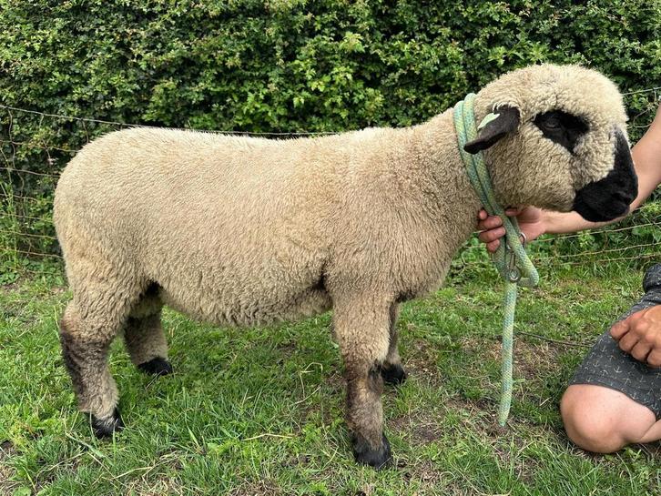 Hampshire Down stamboek ramlammeren, Dieren en Toebehoren, Schapen, Geiten en Varkens, Schaap, Mannelijk