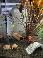 Mannetjes guppen, Vis