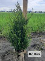 Taxus haag, Tuin en Terras, Planten | Struiken en Hagen, Ophalen of Verzenden, Taxus